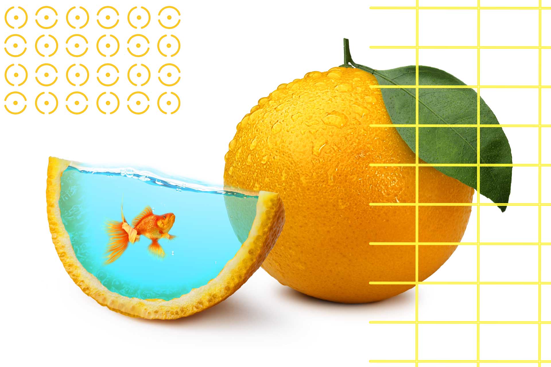 orange-fish